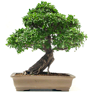 regalos-san-valentin-bonsai